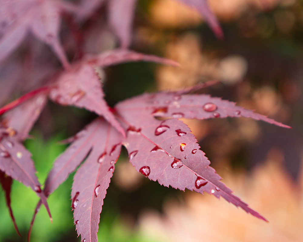 Raindrops on a Japanese Maple 