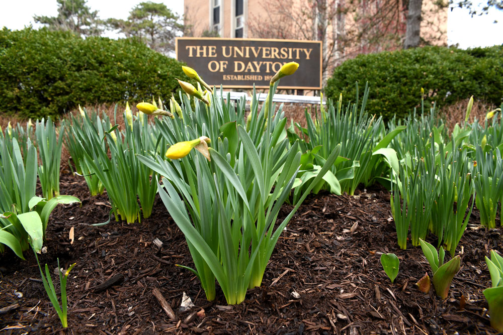 Daffodil buds in front of the University of Dayton sign