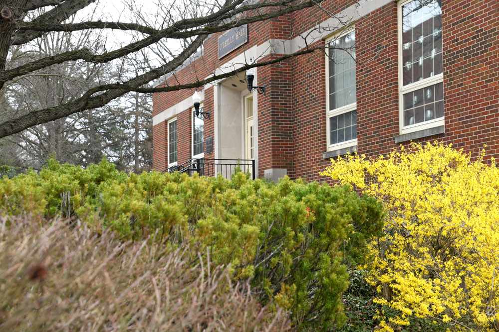 yellow forsythia bush in front of a red brick building