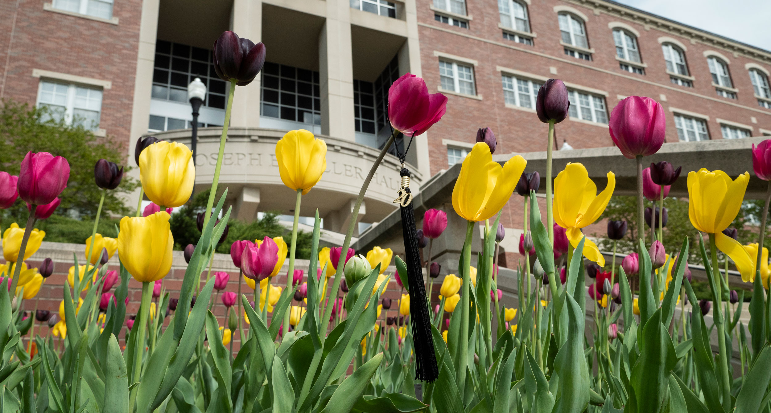 tulips in front of Keller Hall