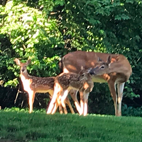 A deer and its fawns