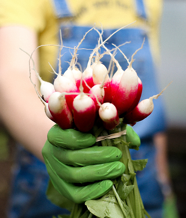 Radishes grown by Mission of Mary