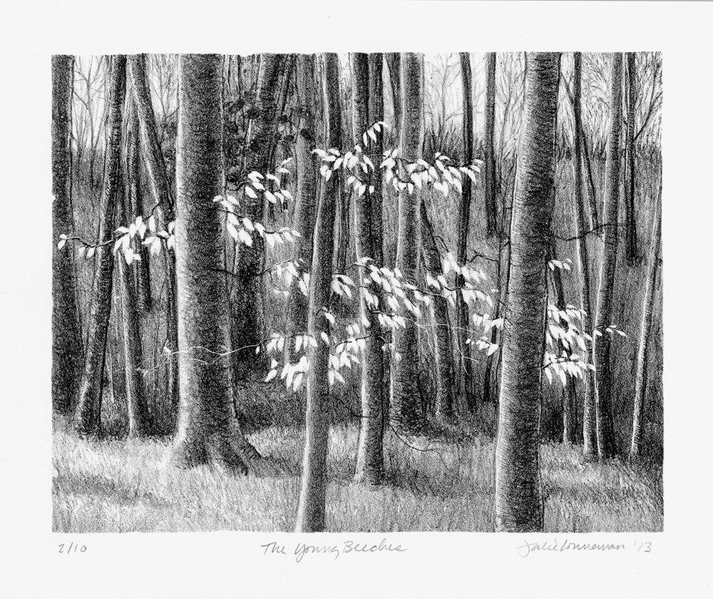 Drawing by Julie Lonneman titled “The Young Beeches”