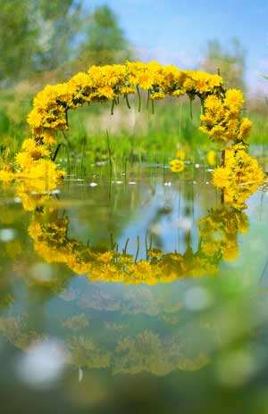 photo of yellow flowers reflected in water