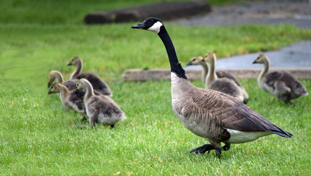 geese walk across the campus grass