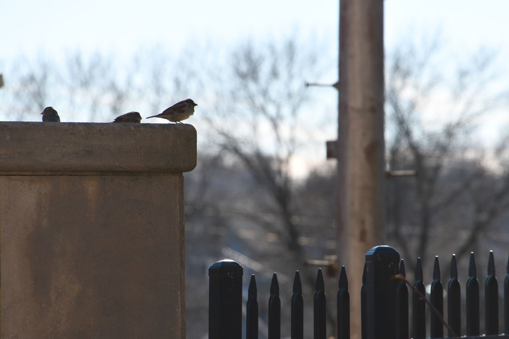 Birds perched on a stone railing