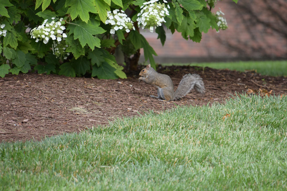 Squirrel by a bush