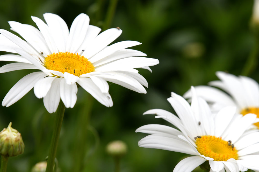 White daisies with insects