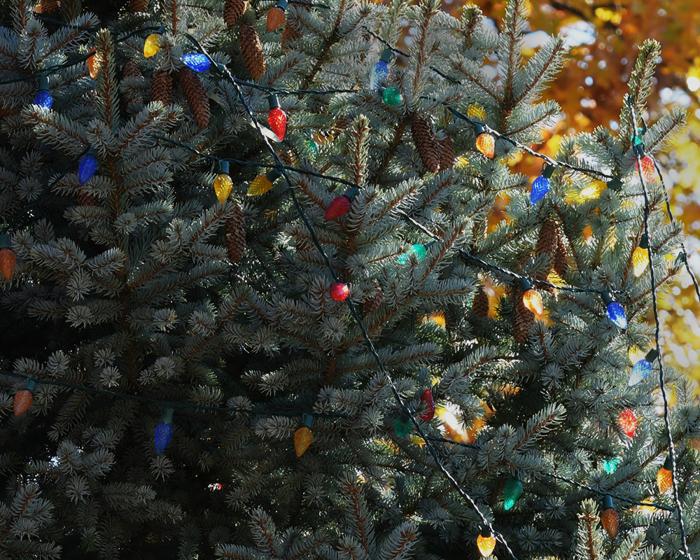 Colorful lights on an evergreen tree