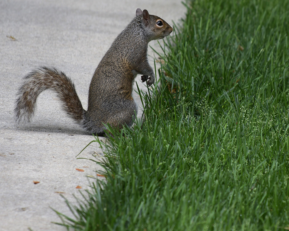 A squirrel on the sidewalk