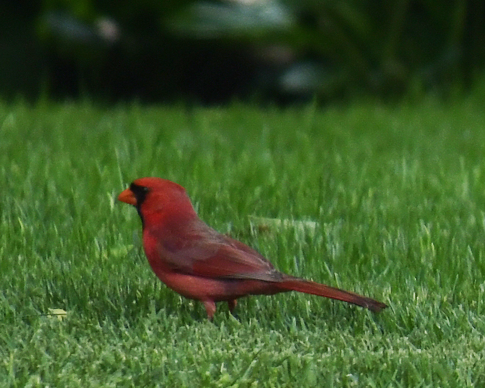 A cardinal in the grass