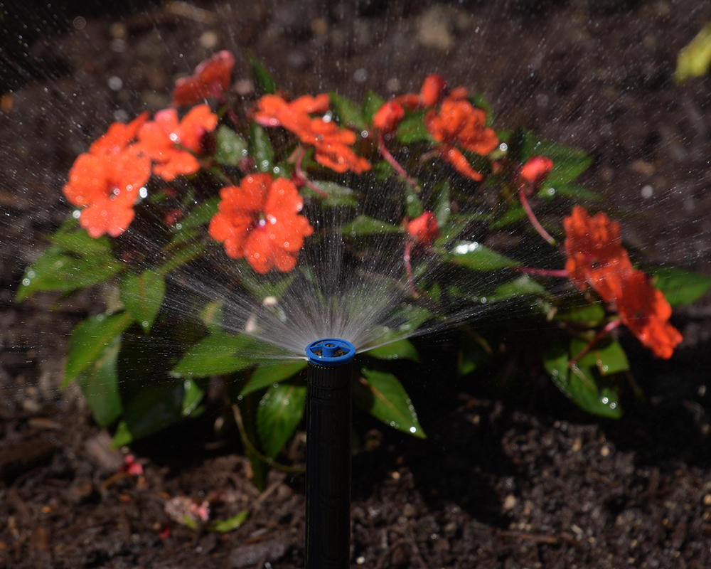 Irrigation system watering red flowers