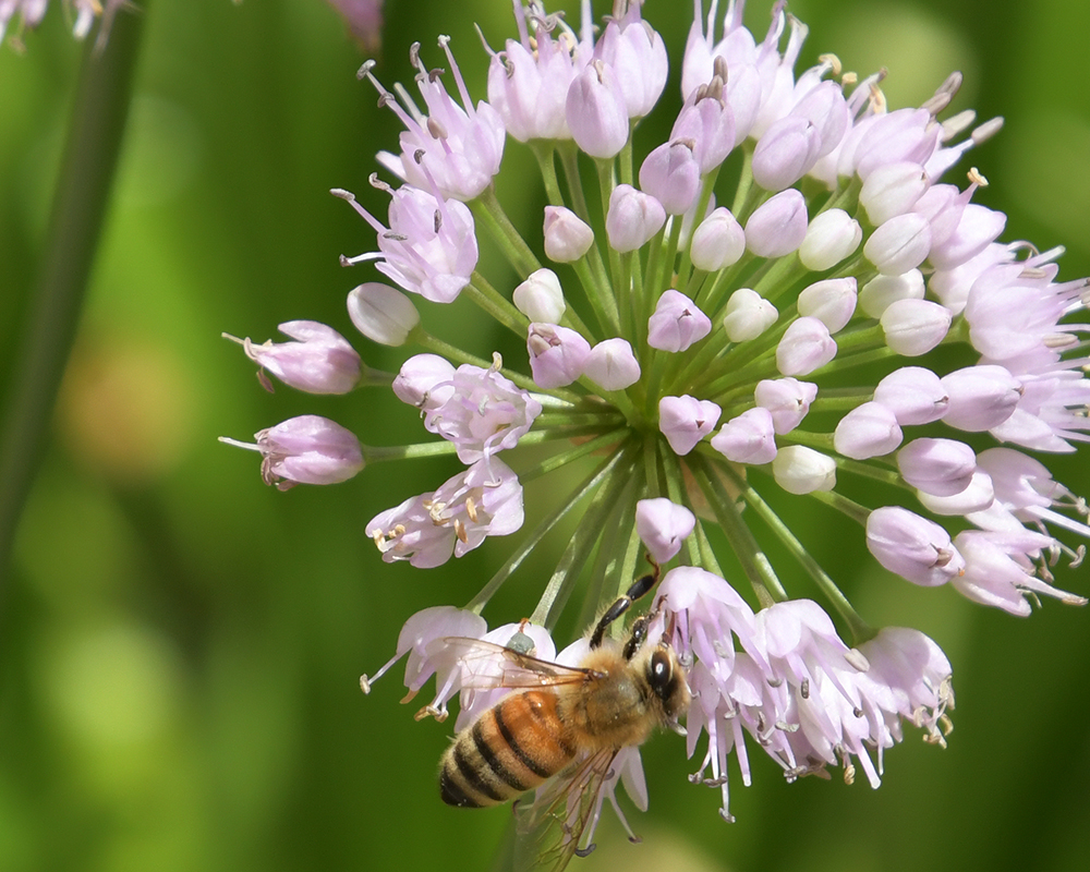 A honeybee sits on a flower