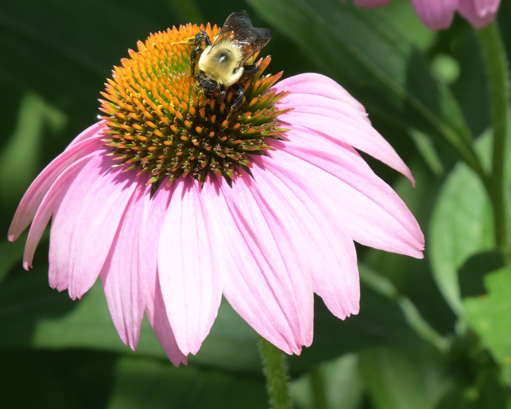 A bumblebee sits on a coneflower