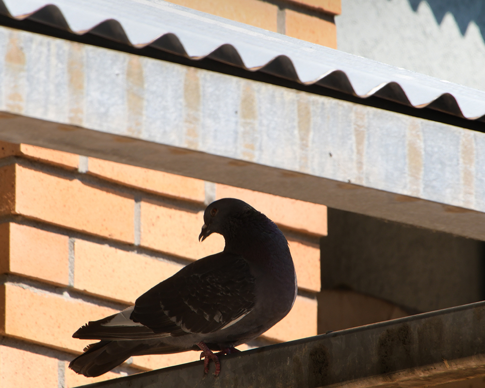 A bird sits under an awning