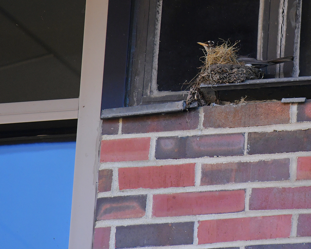 A robin sits on a nest