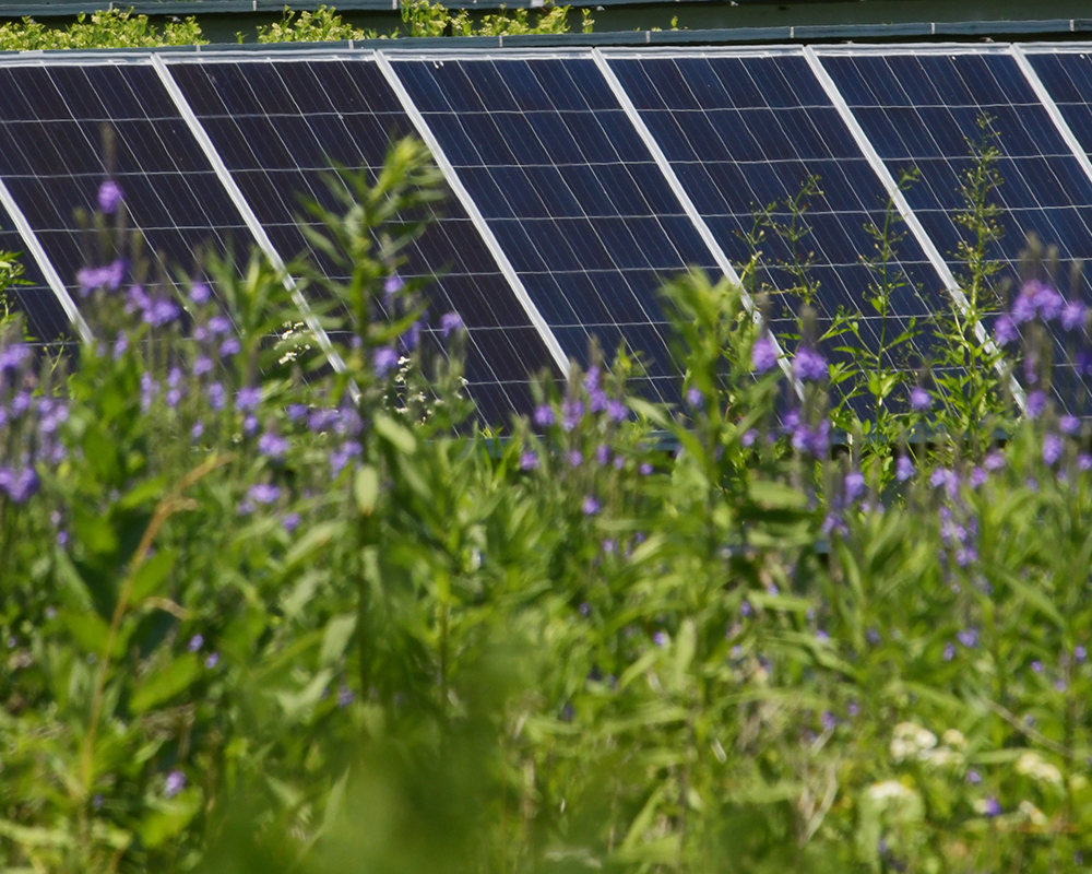 Solar panels and native pollinator plants