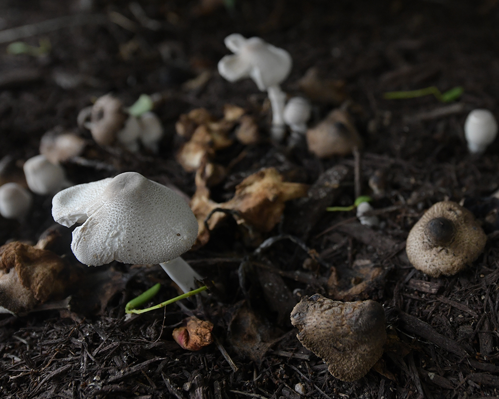 A group on mushrooms on the ground