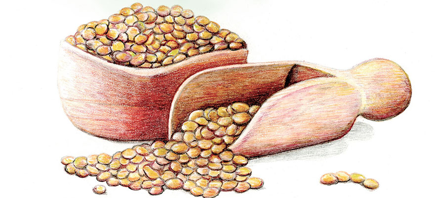 Illustration of lentils in a scoop.