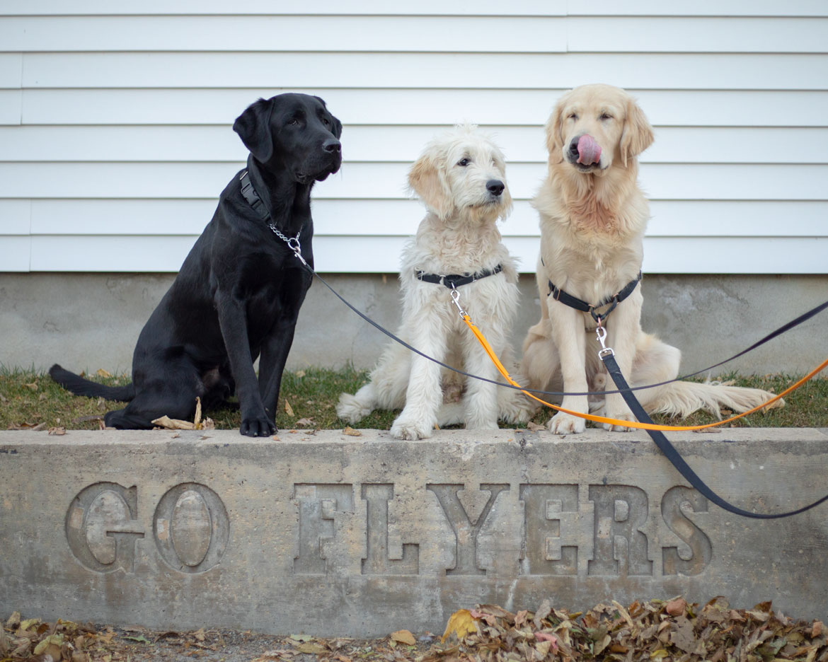Three dogs from 4 Paws for Ability sit above a cement sign that reads "Go Flyers"