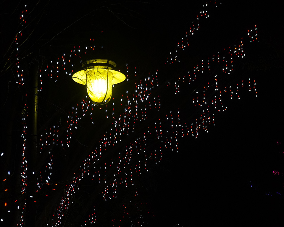 Cincinnati Zoo: Festival of lights