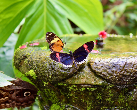A colorful butterfly perches on a leaf.