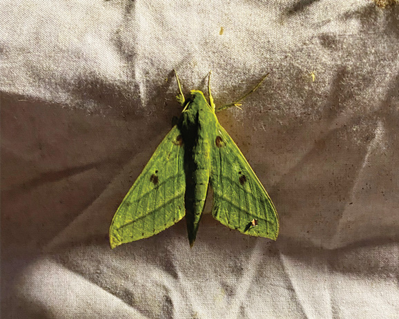 A green insect sits on a linen cloth.