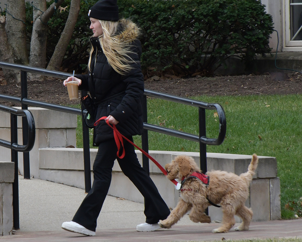 A student walking a service dog in training