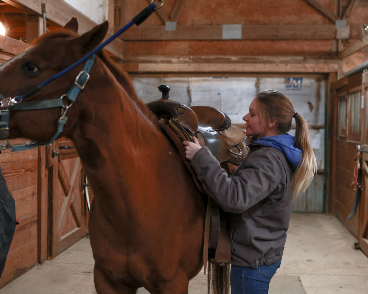 A student secures a saddle to a lesson horse