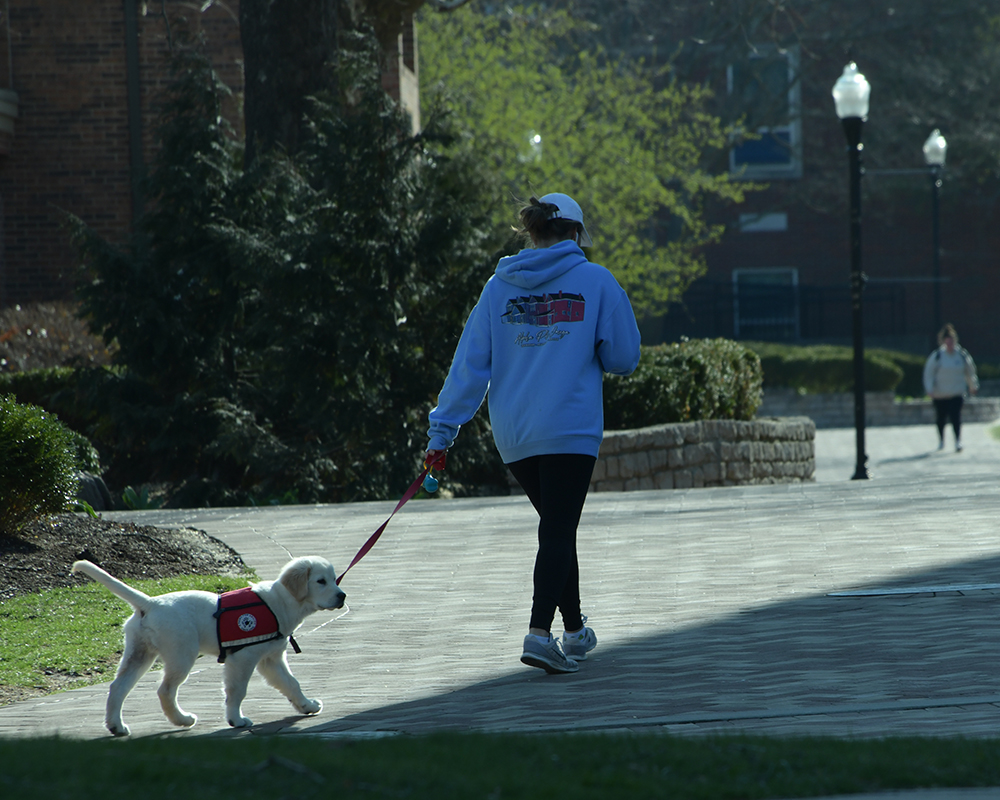 A student walking a puppy