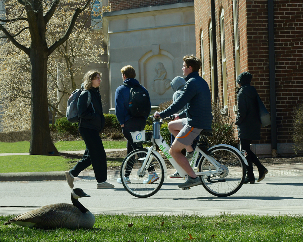 A Canada goose sits in the yard near Kennedy Union during a class change