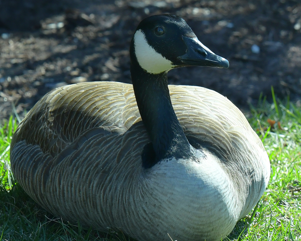 A close up photo of a Canada goose