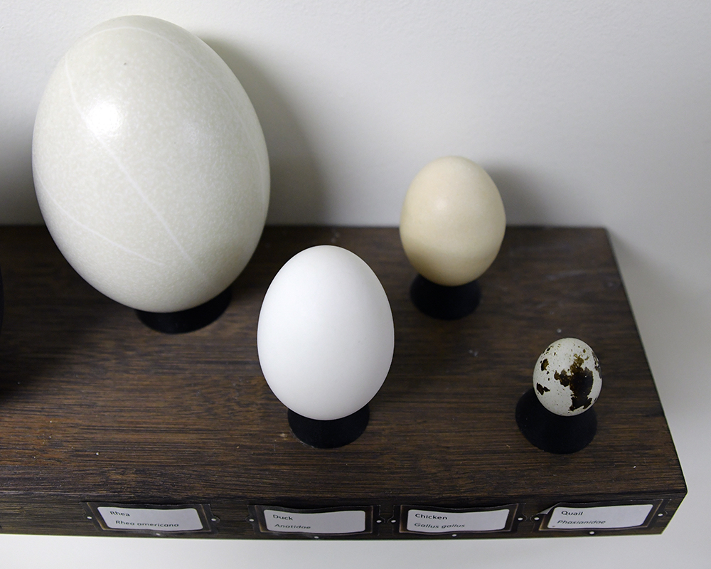 A display of eggs in the Science Center