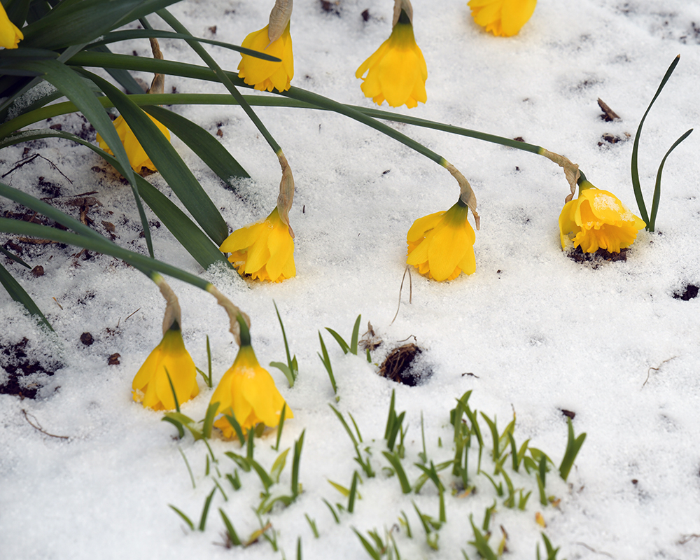 Blooming daffodils lay in the snow