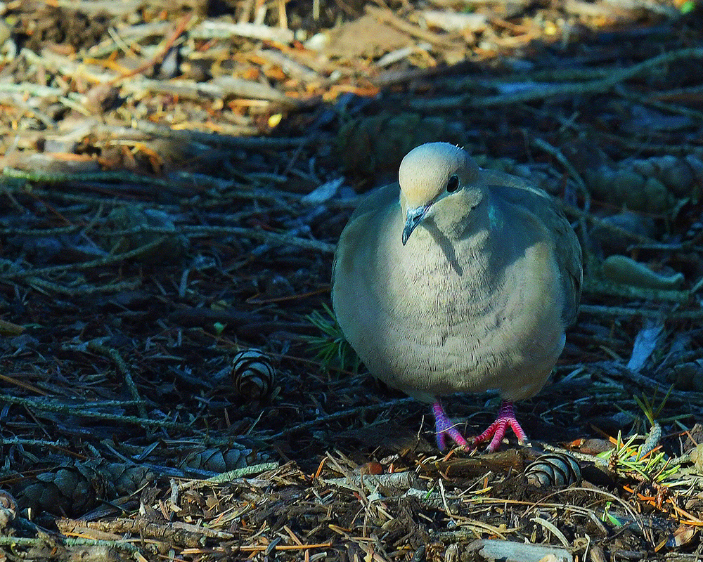 A dove on the lawn outside Marycrest Hall