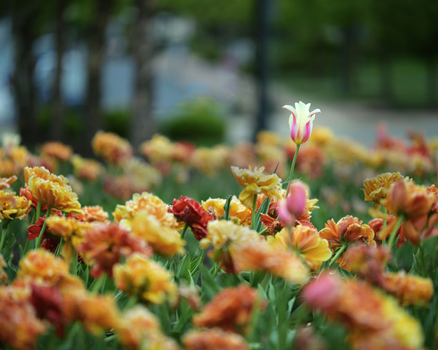 A bed of colorful flowers at Caldwell Apartments