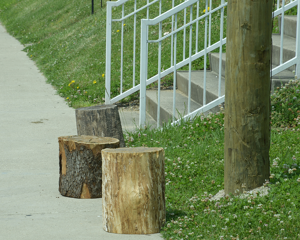 Three tree stumps on a sidewalk