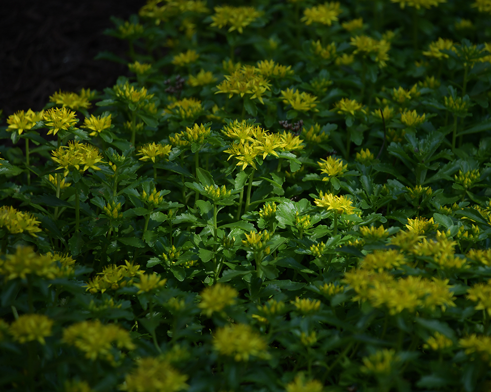 Bed of yellow flowers by St. Joseph Hall