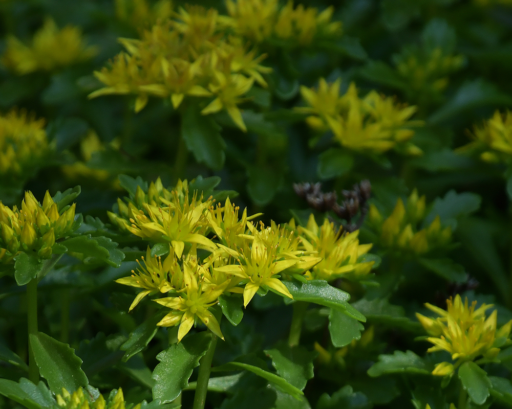 Close-up of crown-shaped yellow flowers