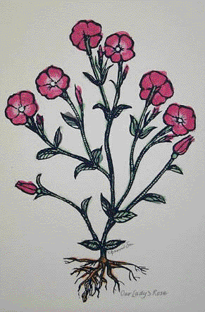 illustrated Our Lady's Rose